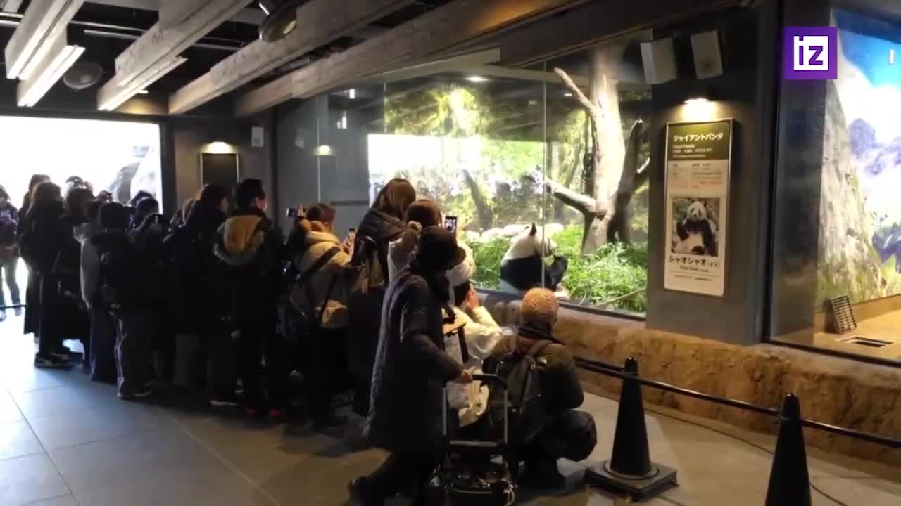 Тысячи жителей Токио прощаются с последними пандами перед их возвращением в Китай