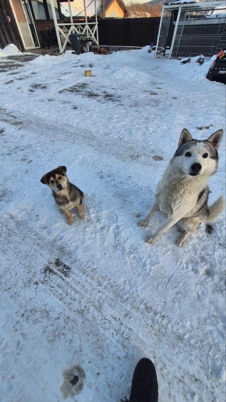 У слепого пса Рекса спасенного из мусорного бака известным в Находке фитнес тренером Евгением Телиным родился сын Об этом корреспонденту vladivostok1ru рассказал сам Евгений Громкая история произошла в апреле 2025 года Тогда Евгений проходивший мимо мусорных баков заметил что в одном из них лежит искусанный худой пес а позже выяснилось что у него нет зрения В итоге всё кончилось хорошо спортсмен открыл сбор на вольер и лечение взял собаку под опеку и назвал Рексом Позже в ситуацию вмешалась полиция чтобы выяснить кто так обошелся с животным Мы узнали как дела у Евгения и его нового питомца и выяснилось что Рекс не только окреп и выздоровел но и дал потомство другая собака Евгения Тася родила щенка который получил имя Яша Рекс начал грызть металлический вольер и смог найти лазейку Голова пролезла а затем пролезло и всё тело и он пошел к Тасе Она смесь дворняги и овчарки а про Рекса говорят что он похож то ли на маламута то ли на лайку то ли на сибирского хаски 27 октября Тася родила нескольких щенков и выжил только Яша Он вылитый хаски необычной красоты щенок рассказал Евгений Мужчина уточнил что ему стали писать с просьбой отдать щенка для охраны леса или дачи но он решил оставить его так как воспитывает питомца с самого рождения Собаки которых я брал обычно уже были дееспособными и им было 2 3 месяца Рекс когда появился ему было 5 лет А тут я грубо говоря сам роды принимал и Яшу видел с самого рождения маленьким комочком Можно сказать породнился с ним и выхаживал признался Евгений По словам спортсмена отсутствие зрения для Рекса уже не проблема и он спокойно носится по двору обходя препятствия и преодолевая ступеньки так как выучил территорию В общем у Евгения на содержании 7 собак и почти со всеми Рекс сумел найти общий язык кроме одного кобеля джек рассел терьера но во избежание конфликтов Евгений просто выгуливает их по очереди Если бы они были рядом то от джек рассела наверное ничего бы не осталось Рекс может за себя постоять подчеркнул мужчина Также сотрудники полиции нашли мужчину который выкинул Рекса в мусорный бак По словам Евгения ему ничего не было из за отсутствия состава преступления но он сам предложил возместить часть расходов на лечение пса и даже попросил отдать его но получил отказ Он сначала хотел забрать собаку но я категорически не согласился Он невнятно объяснил почему так поступил Сначала говорил что Рекс сбежал от него потом говорил что думал что собака уже мертвая Не знаю что у него в голове было мы на его месте не были подытожил Евгений Фото предоставлено Евгением Телиным Подписаться в Telegram    Подписаться в MAX
