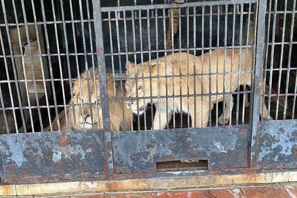 В кафе в Сорочинске нарушили правила содержания диких животных  Владелец показывал посетителям медведя, льва, волка, павлина, однако у него не было лицензии на их демонстрацию в культурных мероприятиях.  Также проверка регионального Роспотребнадзора показала, что возле клеток с хищниками не было предупреждающих знаков./  Сами вольеры не соответствовали нормативу по оборудованию и ограждению.    Хозяину предприятия объявили предостережение. Материалы передали в региональную прокуратуру для проверки.  Фото: региональный Роспотребнадзор.