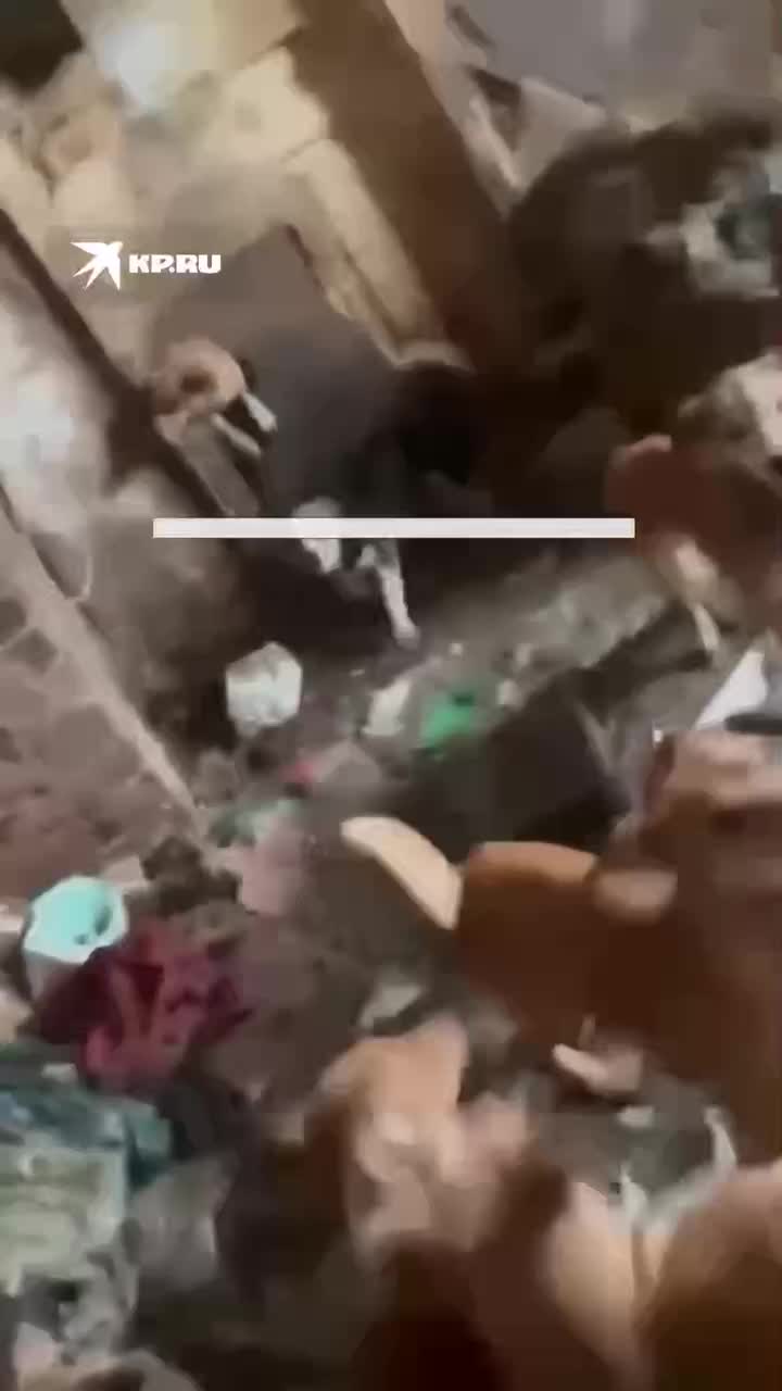 Красноярцы собрали 21 миллион рублей для вольеров собак перед угрозой эвтаназии