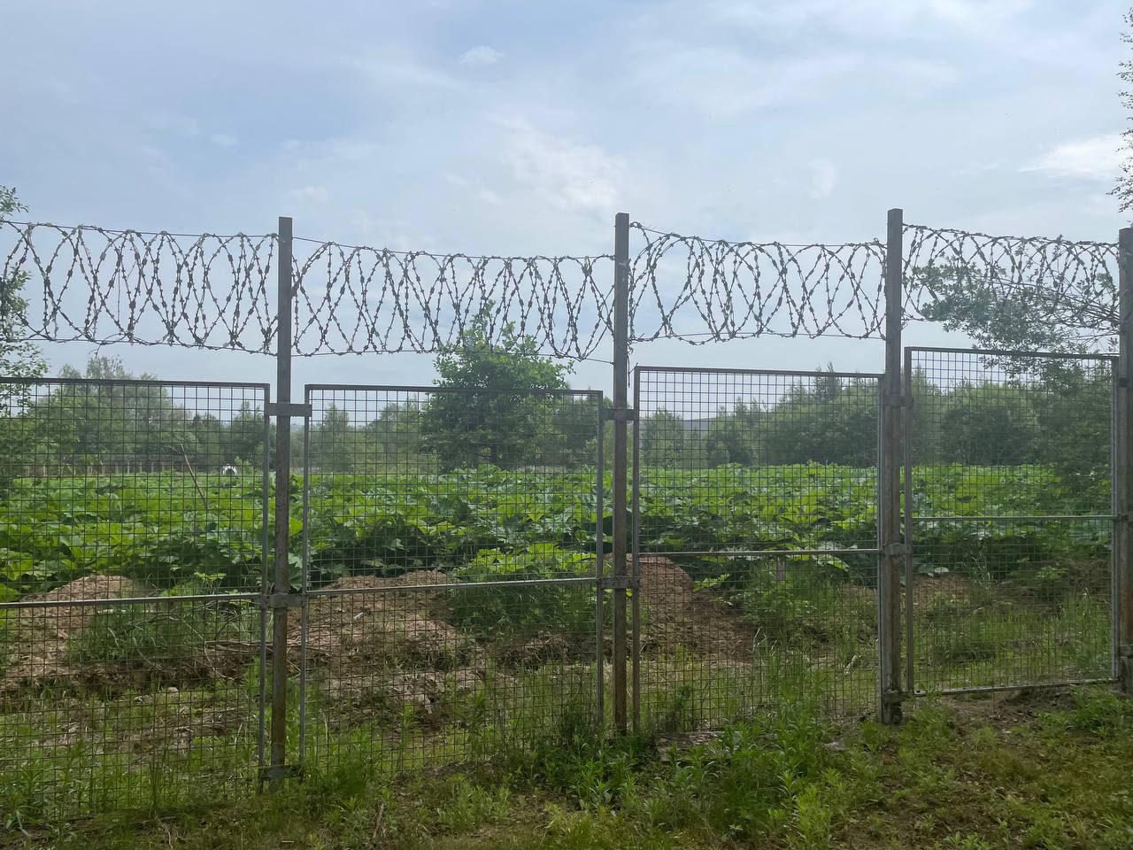 Борщевик на Поляне не убирают  Опасное распространение борщевика зафиксировано на территории рядом с Краснополянским кладбищем, где также располагаются складские помещения торговой сети «Пятёрочка». Местные жители сообщают, что ядовитый сорняк захватил значительную часть территории, создавая реальную угрозу для посетителей кладбища и работников складов. При контакте с соком растения люди могут получить серьёзные ожоги.  Ситуация вызывает серьёзное беспокойство, поскольку бездействие ответственных служб позволяет борщевику активно распространяться. Несмотря на то, что по действующему законодательству за несвоевременную борьбу с этим опасным растением предусмотрены штрафы, никаких мер по его уничтожению до сих пор не предпринято. Местные жители недоумевают, почему ответственные организации не выполняют свои обязанности.