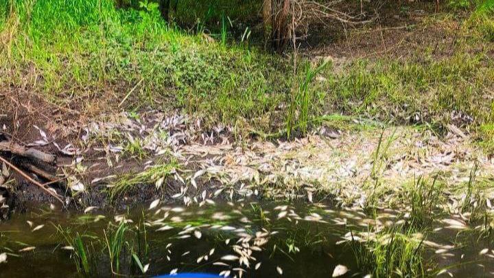 На реке Свинуха под Самарой массово погибла рыба. Экологическим ЧП уже занимается Самарская межрайонная природоохранная прокуратура: