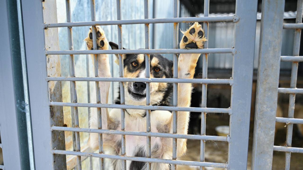 Добро с кулаками травмами и заявлением в полицию закончился штурм приюта На минувших выходных зоозащитники решили прорваться в приют Добрый пес чтобы якобы спасти животных из ненадлежащих условий содержания Но в попытке сделать доброе дело активисты так напирали что травмировали работников учреждения те написали заявлению в полицию Косвенно пострадали и те волонтеры что добросовестно помогали четвероногим их сегодня не пустили к собакам в целях обеспечения безопасности Прочитать статью полностью Подписаться на DVHAB Написать в DVHAB