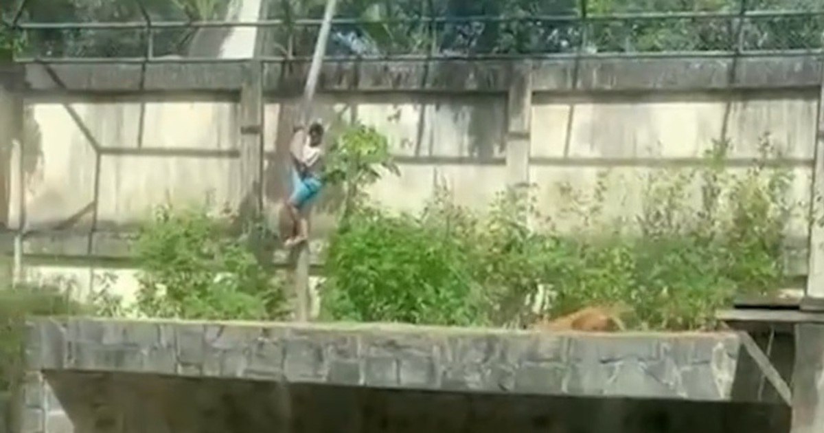 В зоопарке в Бразилии 19 летний парень стал жертвой львицы спустившись в вольер по дереву В зоопарке бразильского города Жуан Песоа львица растерзала 19 летнего парня забравшегося к ней в вольер Молодой человек на глазах других посетителей быстро взобрался на 6 метровую стену и спустился ко льву по стволу дерева По словам ветеринаров учреждения животное самостоятельно перешло в другой вольер после трагедии львица испытала сильный стресс и шок По некоторым данным погибший страдал психическим расстройством