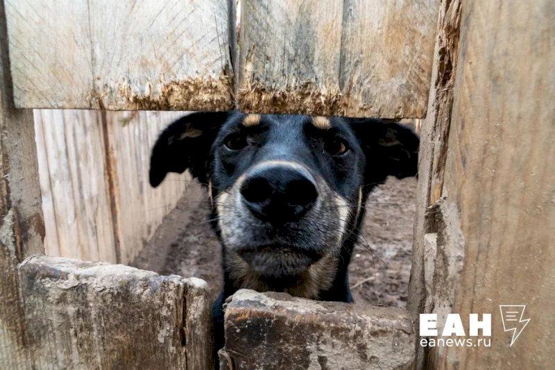 Бездомных собак начнут усыплять в некоторых районах Оренбургской области  В Акбулакском районе и городе Орске Оренбургской области введен особый режим из-за большого количества бродячих собак. Он продлится три месяца.  Теперь временно все бездомные животные после отлова не будут возвращаться в среду обитания. Их направят в пункты временного содержания. Если не найдется владелец, после определенного срока собак будут усыплять.