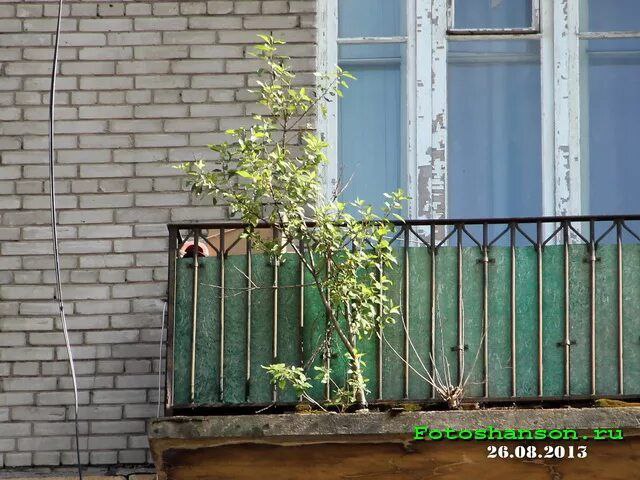 Дерево выросло на балконе одного из домов в Улан-Удэ Жители дома по улице Маяковского,1 жаловались на отсутствие уборки, сырые подвалы и грызунов. Подобные жалобы поступали и от собственников дома по улице Октябрьской,1а. Оба дома находятся в реестре лицензий у одной управляющей организации. Отсутствие освещения в подъездах, разрушение отмостки дома, мусор на придомовой территории – лишь часть проблем, с которыми столкнулись собственники. Так, например, в одном из домов на пятом этаже на балконной плите выросло дерево, которое управляющая организация, несмотря на просьбы жильцов, не убирала. Заявки на устранение нарушений не выполнялись, поэтому жители обратились в надзорный орган. Инспекционные визиты муниципальной жилищной инспекции подтвердили нарушения, материалы направили в Госстройжилнадзор. За нарушения правил и норм технической эксплуатации жилого фонда исполнительный директор организации оплатит по двадцать пять тысяч рублей за каждый дом. АТВ