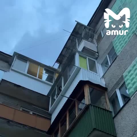 В Биробиджане кот запер хозяек на балконе, спасатели оперативно освободили женщин