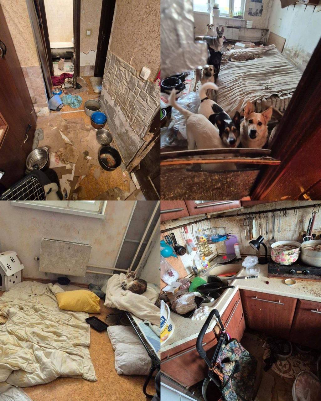 В одной из квартир на Ангарской содержали 13 собак и 18 кошек.  Специалисты отобрали пробы воздуха в лестничном холле квартир, а также провели обследование жилого помещения, в ходе которых в воздухе установлено превышение предельно допустимой концентрации содержания аммиака.  Прокурор обратился в суд с иском о запрете содержания домашних животных в квартире и обязании собственника жилого помещения привести его в надлежащее санитарное состояние.  ЧП / Москва