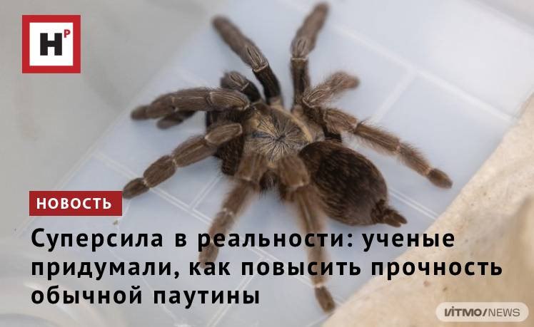 Исследователи ИТМО разработали новый метод который позволяет улучшить механические свойства обычной паутины Для этого они ввели раствор с магнитными наночастицами в шелковые железы пауков В будущем модифицированную паутину потенциально можно использовать для создания гибких и магнитоуправляемых элементов в мягких роботах или износостойких подложек для микросхем в гибкой электронике Паутина природный материал у которого есть сразу несколько удивительных свойств Она в 3 раза крепче кевлара из которого делают бронежилеты устойчива как к низким так и высоким температурам эластична и может растягиваться на 30 40 без разрыва при этом материал легкий тонкий и биосовместимый Всё это делает ее идеальным кандидатом для решения задач в совершенно разных сферах от медицины и экологии до робототехники Фото пресс служба ИТМО Подробнее на портале Научная Россия итмо паутина