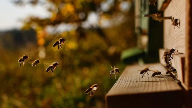 Индийские безжалые пчелы стали новыми обитателями Московского зоопарка  С 27 февраля Московский зоопарк радует посетителей уникальной экспозицией индийских безжалых пчел — насекомых, которых нельзя встретить ни в одном другом зоопарке Европы. Об этом сообщает портал mos.ru.  Пресс-служба уведомляет, что эти создания стали частью постоянной выставки. Индийские безжалые пчелы обосновались в двухэтажной оранжерее-ротонде, где созданы идеальные условия для их жизни. Температура воздуха там поддерживается…