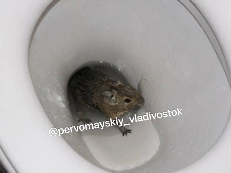 Детский кошмар стал реальностью крыса вылезла прямо из унитаза во Владивостоке   Жители дома по улице Надибаидзе столкнулись с настоящим нашествием грызунов Если раньше крысы обитали преимущественно на улице то после обработки они начали проникать в квартиры через канализационные трубы и унитазы буквально на свет Источник pervomayskiy vladivostok vmfareast