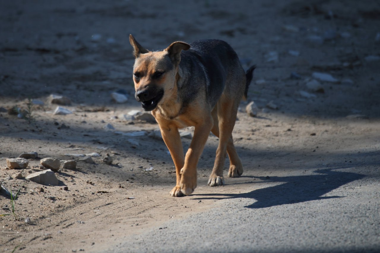 В Татарстане хотят ужесточить контроль за бродячими собаками В республике готовят новый законопроект который позволит расширить меры реагирования на проблему безнадзорных животных Документ разрабатывается на фоне роста числа нападений на людей Об этом на пресс конференции в Татар информе сообщил заместитель начальника Главного управления ветеринарии Кабмина республики Ильшат Гиниятуллин  Накануне стало известно что в больнице скончалась 9 летняя девочка которую покусала стая собак в Зеленодольске Этот случай шокировал жителей республики  Годом ранее в ноябре в поселке Самосырово собаки загрызли женщину  В Нижнекамском районе около месяца назад стая собак напала на бездомного мужчину он долго находился в больнице без сознания за его жизнь боролись врачи в ходе операции ему ампутировали ногу  Всю страну потрясла трагедия в деревне Кузнецово Красноярский край где стая собак загрызла 10 летнего ребёнка Мать растерзанного мальчика Елена Кривошеина обратилась к президенту РФ с просьбой пересмотреть или отменить закон 498 ФЗ одна из ключевых норм закона запрещает эвтаназию здоровых бездомных животных что вызывает резкую общественную критику после череды нападений в разных регионах страны  Сейчас в Татарстане насчитывается более 20 тысяч безнадзорных животных Гиниятуллин подчеркнул что массовое уничтожение животных действующим законодательством запрещено У нас есть федеральный закон по которому у нас убивать животных вообще нельзя Животные должны отлавливаться и помещаться в приют напомнил представитель ведомства Система ОСВВ отлов стерилизация вакцинация возврат сегодня не позволяет эффективно регулировать количество безнадзорных животных По словам Гиниятуллина в приютах животным проводят стерилизацию или кастрацию и если они не проявляют агрессии их выпускают обратно в среду обитания Новый законопроект позволит уточнить дальнейшие действия в отношении агрессивных животных Он призван расширить права Кабмина в том числе вводить в регионе режим экстренной ситуации Расширены будут также и основания для помещения животных под надзор в приютах В 13 регионах России уже введен режим экстраординарной ситуации Схема обращения с безнадзорными животными там такова отлов животного помещение в приют вакцинация и общее наблюдение 20 дней Далее если у животного не находится хозяин или ее не берут в приюты собаку умерщвляют Предлагается определить критерии по которым на территории Татарстана можно будет признавать экстраординарные ситуации а также установить порядок содержания животных Начальник правового отдела Главного управления ветеринарии Кабмина Татарстана Рустам Шаяхметов сообщил что стопроцентная эвтаназия бездомных животных в России исключена По его словам законопроект направлен на расширение полномочий правительства республики в том числе для введения режима экстренной ситуации и помещения животных под надзор в приютах Эвтаназия может быть на уровне где то пяти процентов отметил он iatatarinform tatarinform