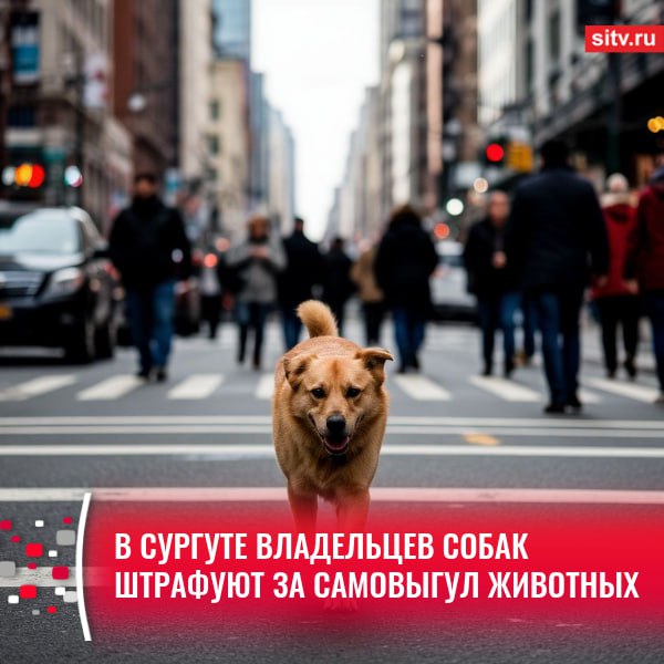 Выгул собаки без хозяина — наказуем. В Сургуте за этот год привлекли к ответственности уже 77 владельцев. Если домашний питомец бродит по улицам один, то специалисты по отлову животных имеют полное право отвезти его в приют. К сожалению, некоторые владельцы отказываются забирать питомца из приюта. Такой случай был рассмотрен административной комиссией, владелец все же понес наказание за то, что допустил нахождение животного на улице без сопровождения, — рассказали в управлении по вопросам общественной безопасности Сургута. В случае несоблюдения правил владельцу собаки могут выписать штраф от 1,5 до 3 тысяч рублей. Если же нарушителем является должностное лицо, то — от 5 до 15 тысяч, если юридическое — заплатить придется в два раза больше. : Шедеврум Подписаться Прислать новость