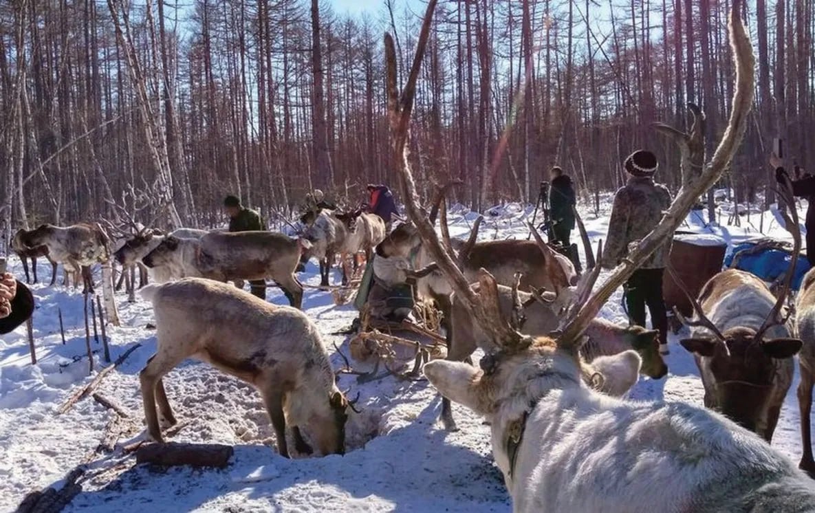 ⏺ В Хабаровском крае северные олени пройдут полную диспансеризацию  Все домашние северные олени в Охотском округе Хабаровского края пройдут полную диспансеризацию. Ветеринарных врачей в самые отдалённые оленеводческие хозяйства доставят и вывезут после проведения работ вертолётом.  Такое поручение дал губернатор Дмитрий Демешин на заседании президиума правительства, посвящённого профилактике болезней животных.  Также всех оленей промаркируют, поставят на каждую особь бирки или чипы. Это требование федерального законодательства для животноводов. До сих пор в Хабаровском крае о точном количестве северных оленей были противоречивые сведения. Маркировка устранит этот пробел.