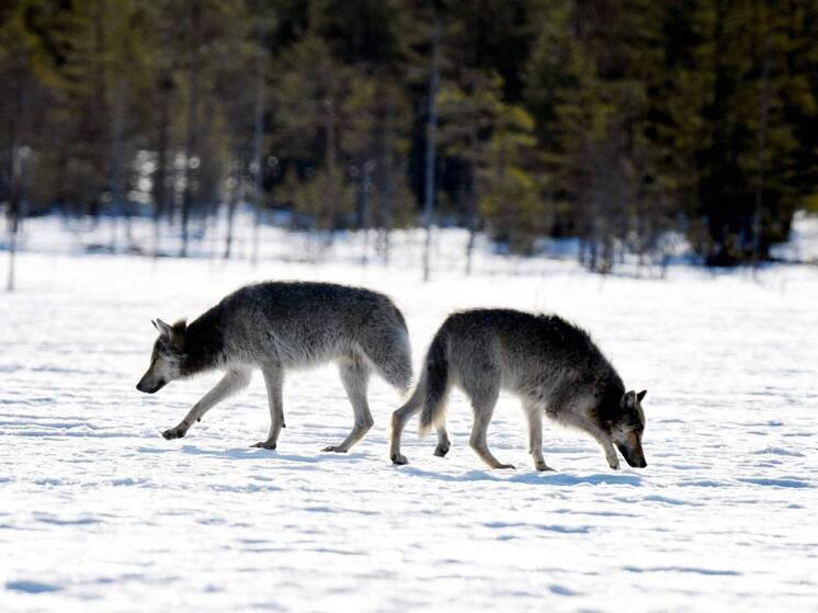 В Финляндии заявили что северных оленей убивают российские волки Местные жители считают что хищники якобы переходят границу и нападают на оленей Об этом сообщили финские источники проблему уже обсуждают на уровне властей