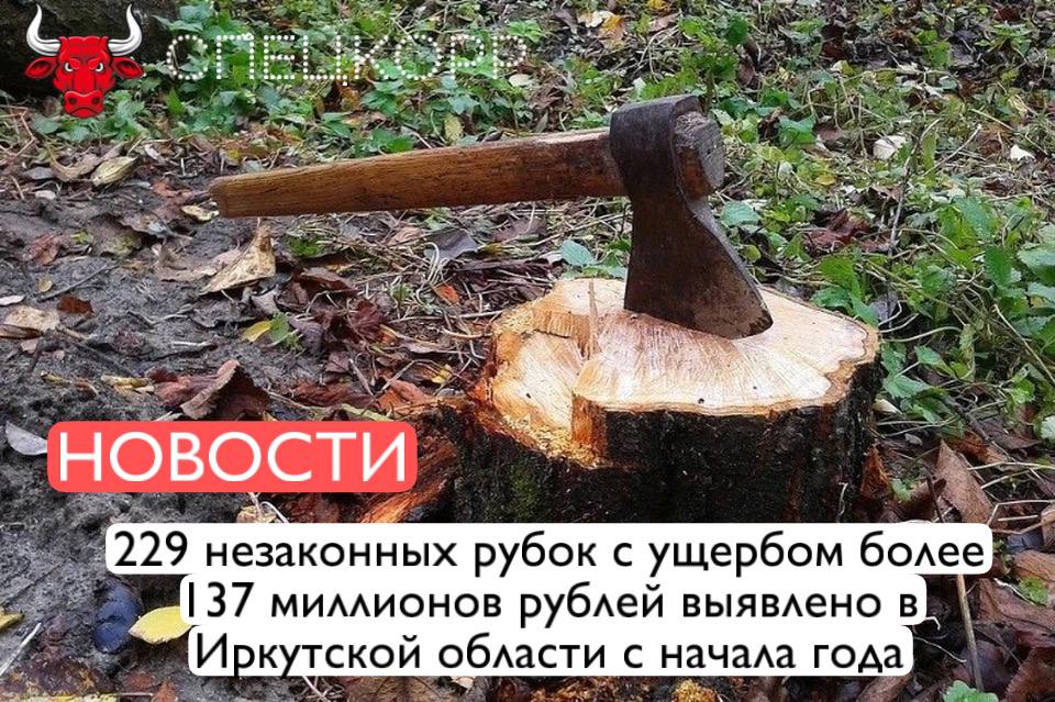 По информации регионального министерства лесного комплекса, с начала года в Иркутской области проведено 1205 контрольно-надзорных мероприятий и 245 наблюдений за соблюдением обязательных требований. Выполнено 12 тысяч 419 патрулирований лесов и выявлено 229 незаконных рубок леса на площади около 80 гектаров. По оценке экспертов, «черные лесорубы» незаконно вырубили почти 12 тысяч кубометров древесины на общую сумму более 137 миллионов рублей. Количество нарушений лесного законодательства, по сравнению с тем же периодом прошлого года, уменьшилось в 1,18 раза, объем незаконных рубок снизился в 2,3 раза, а их площадь – в 3,2 раза. Сумма ущерба также снизилась в три раза. В 98 случаях виновных удалось установить и по выявленным фактам возбуждено 127 уголовных дел. В суд за пять месяцев года поступили 55 уголовных дел о незаконных рубках леса в Приангарье. Осуждены 66 человек, выписан 41 административный штраф на общую сумму 134 тысячи рублей, составлено 288 протоколов об административных правонарушениях. По этим протоколам к административной ответственности привлечены 237 человек. По итогам рассмотрения, наложено 86 административных штрафов на общую сумму 379,2 тысяч рублей, вынесено 151 предупреждение. В настоящее время, помимо рейдов, в Иркутской области для контроля ситуации в лесной отрасли используется дистанционный космический мониторинг лесов, который охватывает уже больше половины от всей площади лесного фонда в регионе. Подпишись
