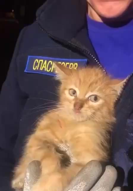 Спасение кошек: водители призываются проверять капоты и колеса
