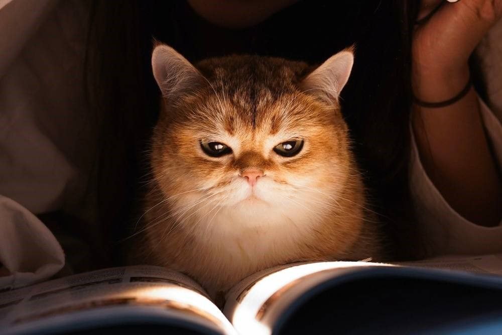 Тургенев объединяет отцов и детей Башкортостана Цифровая экосистема МТС и книжный сервис Строки проанализировали литературные предпочтения жителей Башкортостана среди работ Ивана Сергеевича Тургенева Самым читаемым произведением Тургенева в Башкортостане на платформе книжного сервиса Строки оказался социально психологический роман о конфликте поколений Отцы и дети Подробнее на Mkset