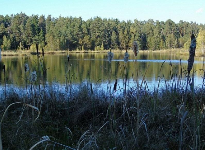Постановлением Губернатора Московской области установлена охранная зона памятника природы областного значения «Сложный ельник со сфагновым болотом». ООПТ находится в городском округе Волоколамск, между деревнями Ивановское и Щекотово. Площадь охранной зоны – 279,5 гектара. «Охранная зона необходима для сбережения ценных экосистем, - отметил министр экологии и природопользования Московской области Виталий Мосин. - В первую очередь, старовозрастных лесов, а также верховых и переходных болот, которые обеспечивают нормальный гидрологический режим и видовое разнообразие. При этом обследования ООПТ показывают, что это разнообразие постоянно увеличивается. Так, несколько лет назад в границах ООПТ впервые обнаружили редчайший гриб – саркосому шаровидную, а также охраняемый в области пальчатокоренник балтийский. В границах ООПТ, растут краснокнижные лишайники - уснея жестковолосатая, бриории переплетенная и буроватая. Поэтому дополнительная защита памятнику природы необходима». С начала года установлены охранные зоны для 14 подмосковных ООПТ, расположенных в Можайском, Наро-Фоминском, Раменском округах, а также в Зарайске, Коломне, Луховицах, Балашихе, Истре, Красногорске и Клину. Фото ПФ "Верховье"