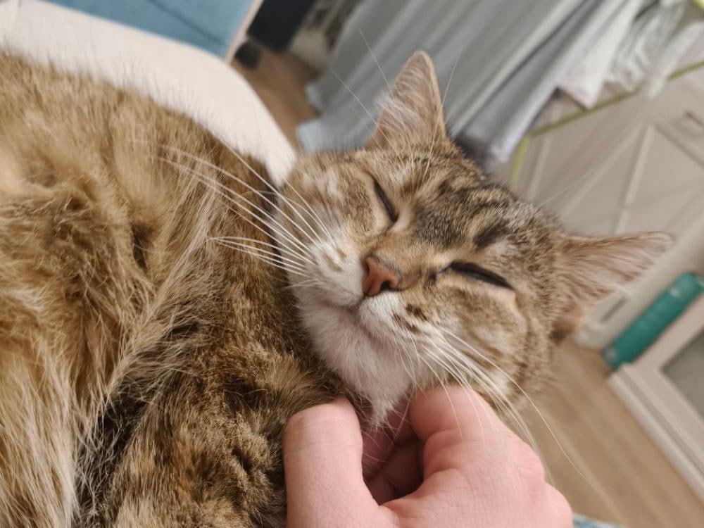 Любимые должны быть рядом Специалисты всероссийской системы защиты питомцев Pet911 ru предупреждают в новогодние праздники в стране могут потеряться более 7000 домашних животных По данным Pet911 ru в период новогодних праздников владельцы домашних питомцев по всей России ежегодно сообщают о пропаже тысяч кошек и собак По оценкам аналитиков сервиса в новогодние каникулы 2024 2025 года потерялось 6 740 животных 4 281 собака и 2 459 кошек Прогноз на праздничный сезон 2025 2026 года неутешителен ожидается рост числа потерь на 7 что составит более 7 200 животных Наибольшее число потерянных питомцев традиционно фиксируется в густонаселённых регионах с высокой плотностью городского населения По итогам прошлого новогоднего периода абсолютными лидерами по количеству пропавших животных стали 1 Московская область 510 животных 312 собак 198 кошек 2 Краснодарский край 480 животных 300 собак 180 кошек 3 Москва 360 животных 244 собаки 116 кошек 4 Ростовская область 320 животных 193 собаки 127 кошек 5 Санкт Петербург 230 животных 120 собак 110 кошек 6 Свердловская область 210 животных 154 собаки 56 кошек 7 Нижегородская область 190 животных 114 собак 76 кошек 8 Челябинская область 180 животных 123 собаки 57 кошек 9 Ставропольский край 170 животных 111 собак 59 кошек 10 Красноярский край 170 животных 111 собак 59 кошек В Архангельской области только сейчас опубликовано более 90 сообщений о пропавших животных Всего за год в Поморье пропало 390 собак и 790 кошек при этом кошек терялось значительно чаще что соответствует общей тенденции по России Главная причина массовых побегов питомцев в новогодний период фейерверки и петарды Громкие звуки вызывают у животных сильнейший стресс панику и инстинктивное желание спрятаться или убежать Многие собаки срываются с поводка во время прогулки выбегают из незакрытых дверей или даже выпрыгивают из окон Анна Кузнецова ветеринарный врач редактор Pet911 ru К новогодним праздникам важно подготовиться заранее Если ваш питомец склонен к тревожности проконсультируйтесь с ветеринаром о возможности применения успокоительных препаратов Начинать их приём нужно за несколько дней до праздников а не в момент когда животное уже напугано Рекомендую проверить актуальность информации на адреснике или чипе это значительно повышает шансы на возвращение питомца домой Обязательно убедитесь что ошейник надёжно застёгнут и не слетит при резком рывке Алексей Громов зоопсихолог кинолог Поведенческая подготовка не менее важна чем медицинская Создайте для животного безопасное место тихий уголок в квартире где оно сможет спрятаться во время салютов Это может быть закрытая комната переноска накрытая пледом или пространство под кроватью Заранее приучите питомца к этому месту чтобы оно ассоциировалось с безопасностью В дни праздников сократите прогулки с собакой до минимума и выводите её только на поводке в светлое время суток Категорически не рекомендую брать животных на улицу во время массовых гуляний даже самые спокойные питомцы могут непредсказуемо отреагировать на толпу и шум