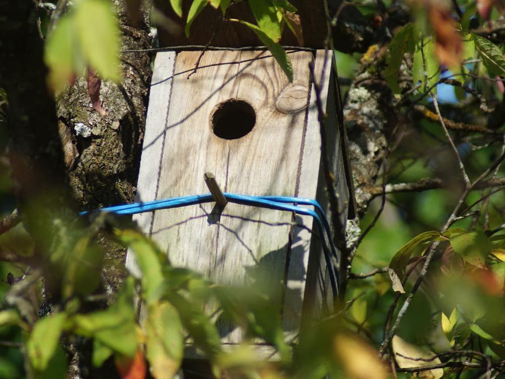 Breaking news поморские переписчики воробьев в двадцатке лучших по стране Союз охраны птиц России провёл акцию Воробьи на кустах в которую активно включились любители воробушков из Архангельской области Учёт птиц проводился с 7 по 15 февраля Неизвестно спрашивали ли у воробьев их национальность и адрес прописки зато теперь мы знаем что перепись согласились пройти 3332 пернатых С таким результатом наш регион занял 17 строчку в рейтинге из 87 В прошлом году Архангельская область была на 65 месте однако в 2026 м активность орнитологов переписчиков резко возросла Наблюдения велись в крупных городах Архангельск Северодвинск Котлас Коряжма и в отдаленных деревнях и посёлках например в Летней Золотице Каменке и Беломорье Отдельно отмечается вклад образовательных учреждений региона