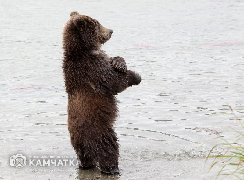 Центр реабилитации медвежат сирот обещают построить на Камчатке Питомник может появиться до конца 2026 года kamtoday ru news poluostrov tsentr reabilitatsii medvezhat sirot obeshchayut postroit na kamchatke