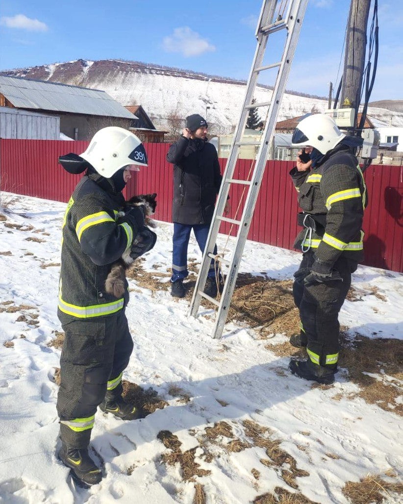 Пожарные провели операцию по спасению кошки в поселке Озеро Учум  Кошечка Симка сбежала из дома и забралась на столб, просидев там всю ночь. На утро ее увидела хозяйка и вызвала спасателей.   Развернулась целая операция по спасению. Электрики обесточили линию электропередач, прибывшие пожарные по трехколенной лестнице поднялись на столб, сняли Симку и передали хозяйке, сообщили в Противопожарной охране края.   Следить за новостями