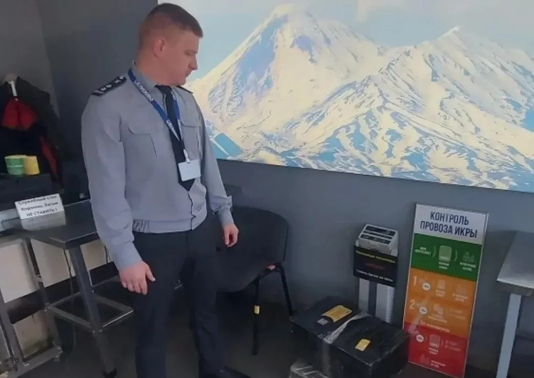 Россельхознадзор открыл отдельное управление на Камчатке и Чукотке В результате реорганизации Приморского межрегионального управления Россельхознадзора было создано отдельное управление для работы на Камчатке Чукотки и самом серверном острове Курильской гряды Парамушир Сахалинской области Управление Россельхознадзора по Камчатскому краю и Чукотскому автономному округу было присоединено к Приморскому межрегиональному управлению в декабре 2022 года но теперь его снова выделяют в отдельное ведомство Центр нового управления расположен в Петропавловске Камчатском что важно для контроля на экспортом рыбы и морепродуктов перевозкой животных а также проверками продукции которая поступает в регион морским и авиационным транспортом Россельхознадзор федеральная служба в компетенцию которой входят ветеринарный и фитосанитарный контроль борьба с контрафактом и нарушениями надзор за сельхозземлями а также контроль на границе Подписывайтесь на Недебри в Max