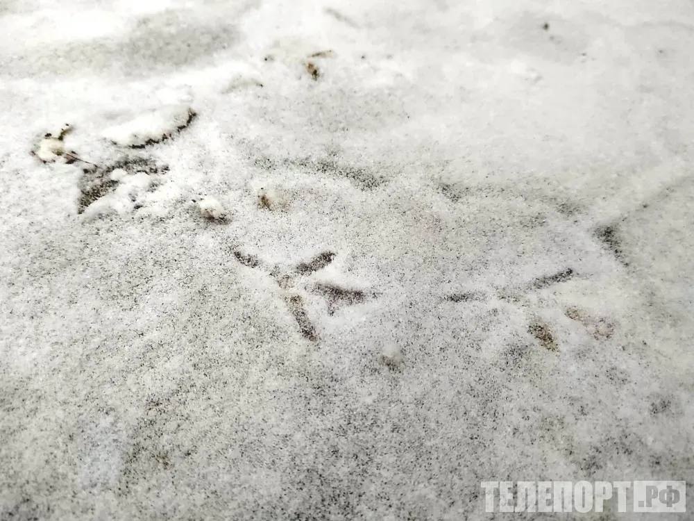 Зима в России будет холоднее предыдущей но теплее нормы В России согласно наиболее вероятному сценарию предстоящая зима будет холоднее предыдущей но температура все равно будет теплее нормы рассказал РИА Новости научный руководитель Гидрометцентра РФ Роман Вильфанд Синоптик отметил что наиболее вероятный сценарий такой что нынешняя зима не прогнозируется холодной То есть температура ожидается около и выше нормы Нынешняя зима оказывается заметно более холодной чем в прошлом году А в прошлом году была очень теплая зима По словам метеоролога ожидается повышенное количество оттепелей однако в то же время прогнозируются и эпизоды когда температура будет достигать минус 20 градусов и ниже Ученый подчеркнул что вероятность этого сценария составляет 65 68