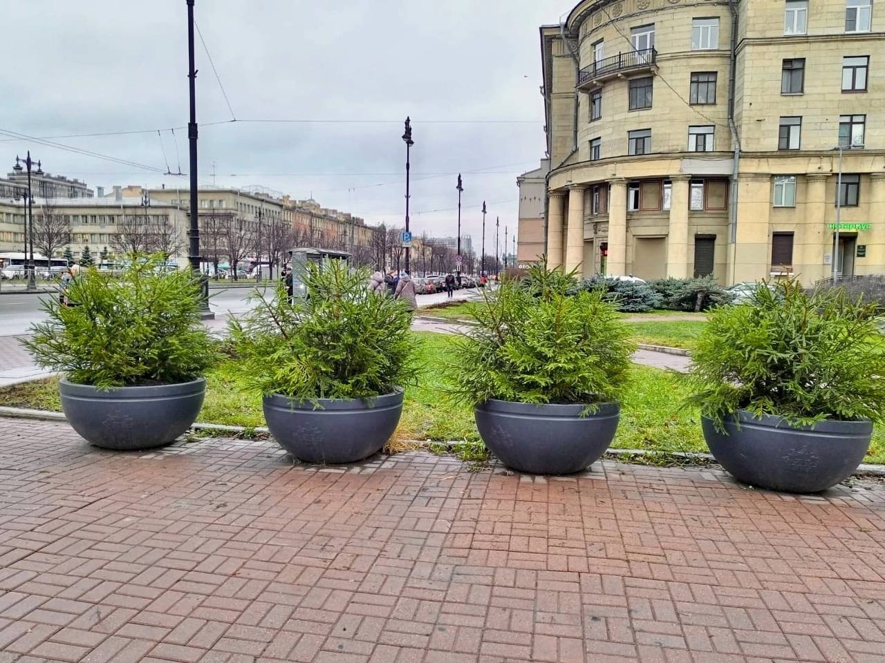 Маленькой елочке — зимой не хододно  Петербург начали украшать хвойными композициями. Опустевшие после лета вазоны наполняют елочками. Хвойные простоят до самой весны, а когда потеплеет, садовники снова заменят их на цветы.  Живые зелёные украшения появятся вдоль проспектов, на площадях и видовых местах.