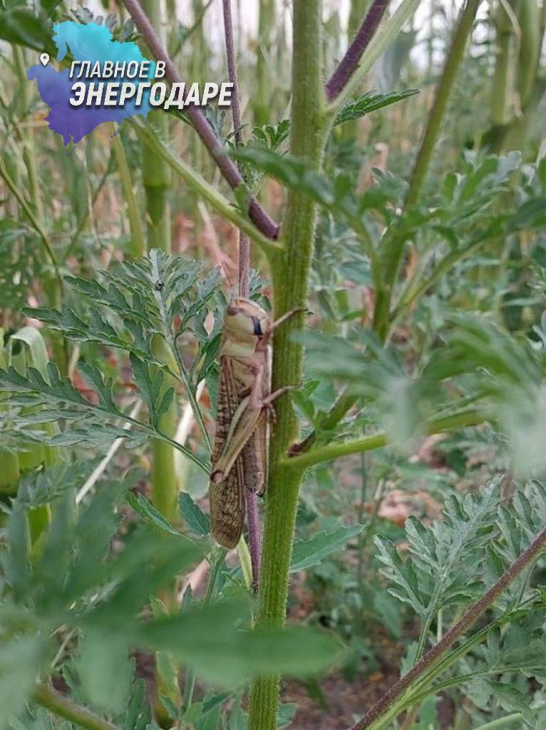 Запорожскую область атакует саранча Стало известно, откуда пришла саранча в Запорожскую область. Огромных мутантов-насекомых теперь встречают на улицах чаще, чем птиц. Специалисты утверждают, что особи, перемещающиеся тысячными стаями по Запорожью, являются египетской саранчой. По мнению экспертов, насекомые мигрируют с территории пересохшего Каховского водохранилища. Такое поведение связано с нехваткой воды и аномальной жарой. Плотность саранчи в Запорожье достигает 40-50 особей на квадратный метр.
