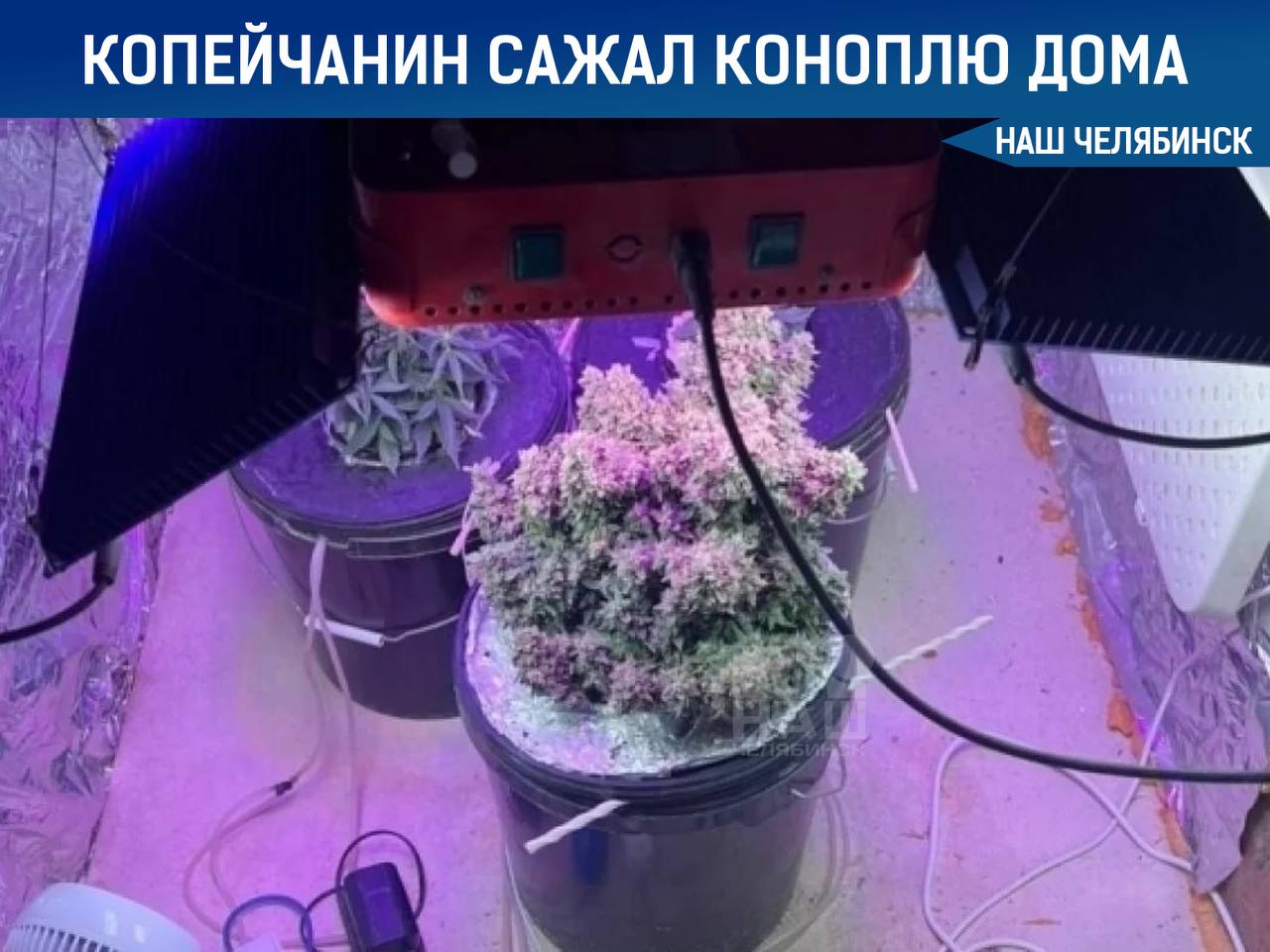 Задержан за выращивание наркосодержащих растений дома Ранее судимый 45-летний житель Копейска выращивал у себя дома коноплю. Установлено, что мужчина занимался этим в целях личного употребления. Изъято около 15 граммов высушенного растения и три наркосодержащих куста. Возбуждено уголовное дело.