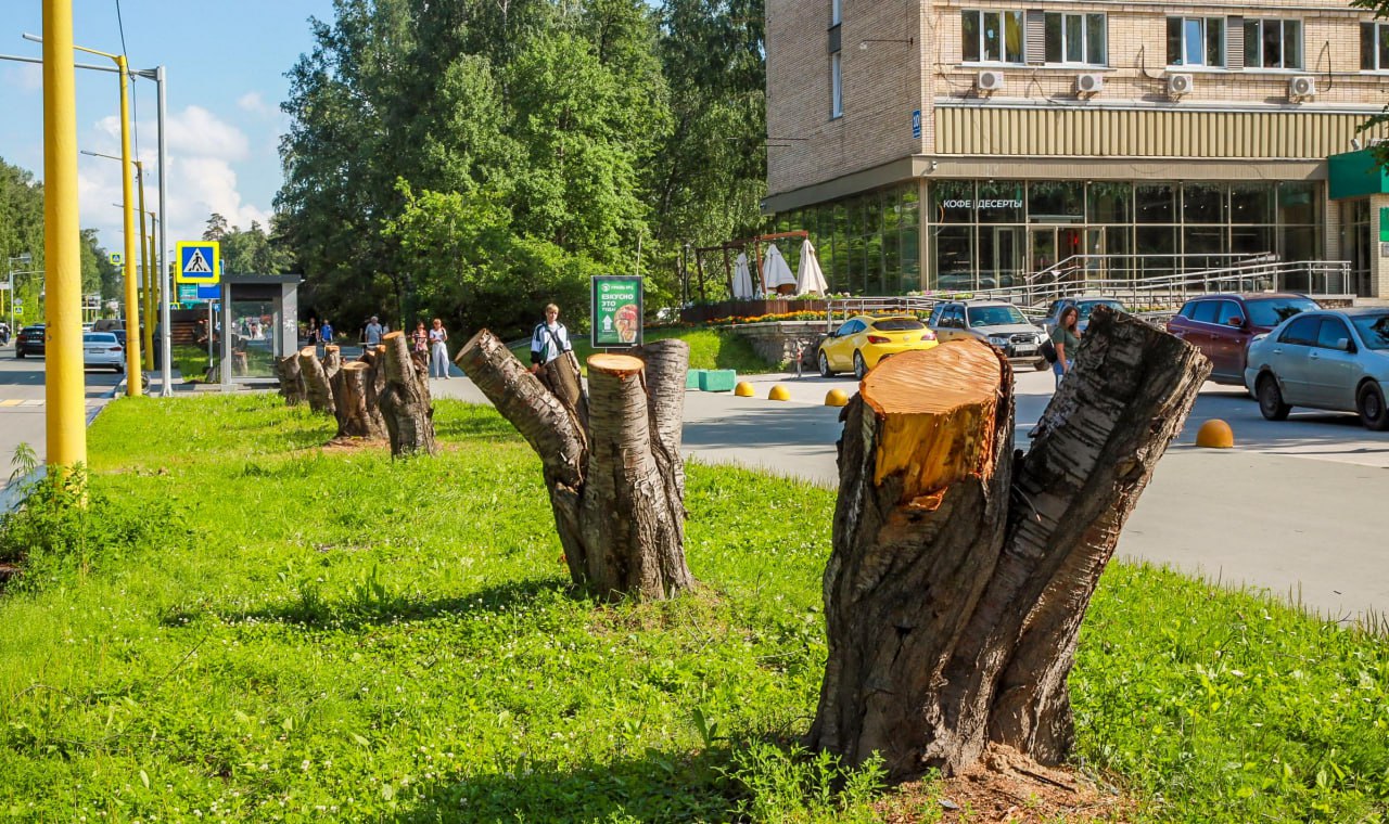 На аллее улицы Ильича убрали пни и начали замену грунта Все засохшие деревья удалили на улице Ильича в Академгородке. Обеднённый грунт заменят на плодородный. А в августе обещают вместо старых насаждений высадить 68 молодых крупномерных черёмух Маака. На Балтийской, 33 благоустраивают сквер. Там высадят почти полсотни деревьев ива шаровидная, клён Гиннала, хвойные и реконструируют газон на площади 800 квадратных метров.