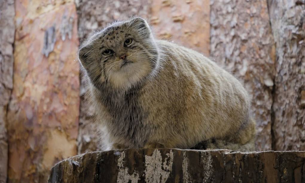 Манул Шу официально готов к зиме Манул Шу из Ленинградского зоопарка успешно завершил зажировку миссия накопить максимум пушистости выполнена Теперь его вес 6 8 кг а это значит Запас тепла есть Настроение важное Взгляд по прежнему осуждающий Зоологи довольны Шу вошёл в холодный сезон в отличной форме Сам манул судя по всему тоже просто не показывает Зимний манул это когда ты выглядишь так будто готов пережить всё