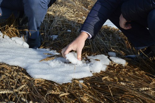 В Искитимском районе ввели режим ЧС из за оставшегося под снегом урожая В 2025 году погода была особенно капризной летом и осенью Затяжные дожди и внезапные аномальные заморозки застали врасплох аграрием Снег выпал рано и где то он до сих пор не растаял Снежный покров взялся плотной коркой поэтому работникам не удалось завершить уборочную кампанию Всего они собрали 90 урожая Уровень влажности зерна достигает 25 28 Чтобы довести его до товарных кондиций придётся сушить А это увеличение себестоимости при низкой рыночной цене Даже если удастся убрать оставшийся урожай продавать его будет невыгодно К тому же вывод комбайнов в таких условиях в поле приведёт к простоям и дополнительным затратам на ремонт сообщили в районной администрации Аграрии надеются что весной им удастся провести уборку уцелевшего урожая