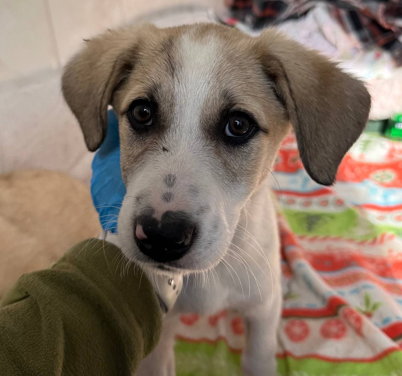 За неделю 15 бездомных собак из приютов Северной Осетии обрели дом С 28 октября по 5 ноября 15 четвероногих обитателей приютов республики нашли новых хозяев Из Владикавказского приюта для животных ушли 13 собак 12 из них забрали жители города а одну приняли на содержание предприятие агропромышленного комплекса Ещё двое питомцев из Моздокского приюта также обрели хозяев Тем временем Владпитомник продолжает принимать школьников со всей республики для ребят здесь проводят живые уроки доброты знакомя с ответственным отношением к животным