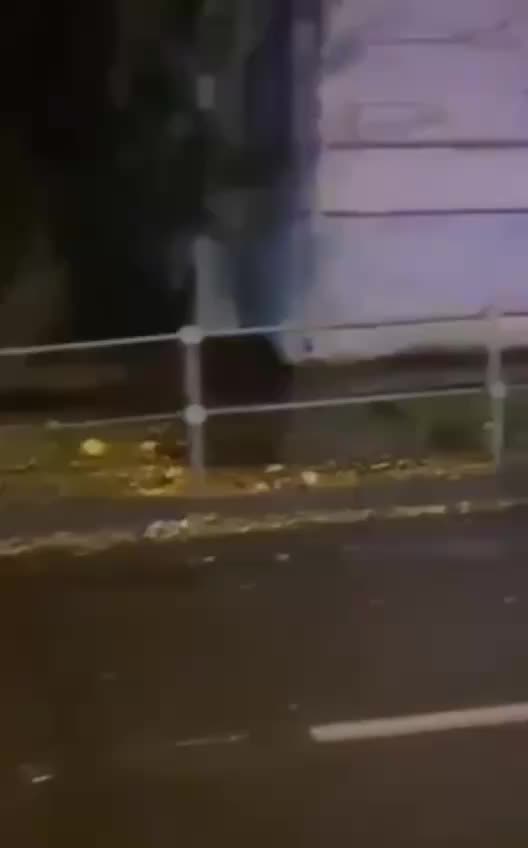 В Москве начался период гона у кабанов: советы по безопасности