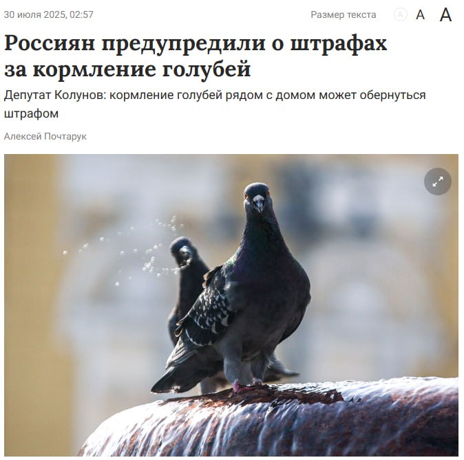 За кормление голубей у дома могут оштрафовать до 250 тысяч рублей. Если птицы создают антисанитарию, это нарушает нормы охраны окружающей среды. Гражданам грозит штраф от 2 до 3 тысяч рублей, а для организаций сумма может достигать 250 тысяч. За повторное нарушение наказание ужесточается. Заря Новости - Подписаться