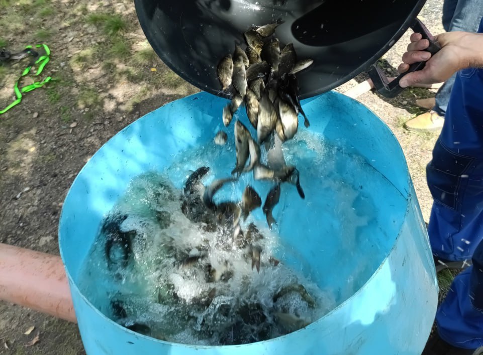 В Шершневское водохранилище в Челябинске выпустят более 200 тысяч мальков сазана За несколько августовских дней в Шершни отправятся 200 тысяч мальков сазана Это только первая партия рыб которым предстоит сыграть большую роль в реабилитации реки Миасс в Челябинске Хвостатых поселенцев переправляют под контролем сотрудников регионального Центра экологического мониторинга который курирует восстановление водоема Мальки сазана выбраны для восстановления реки Миасс неслучайно Они хорошо адаптируются и способны положительно повлиять на баланс экосистемы Также эти рыбки важное звено пищевой цепочки так что их появление позволит оздоровить водоемы в целом Второй этап зарыбления планируется в 2026 году в целом будет выпущено почти полмиллиона молоди сазана рассказал начальник Центра экологического мониторинга Владислав Коробкин Подписаться на vecherchel Голосовать за канал