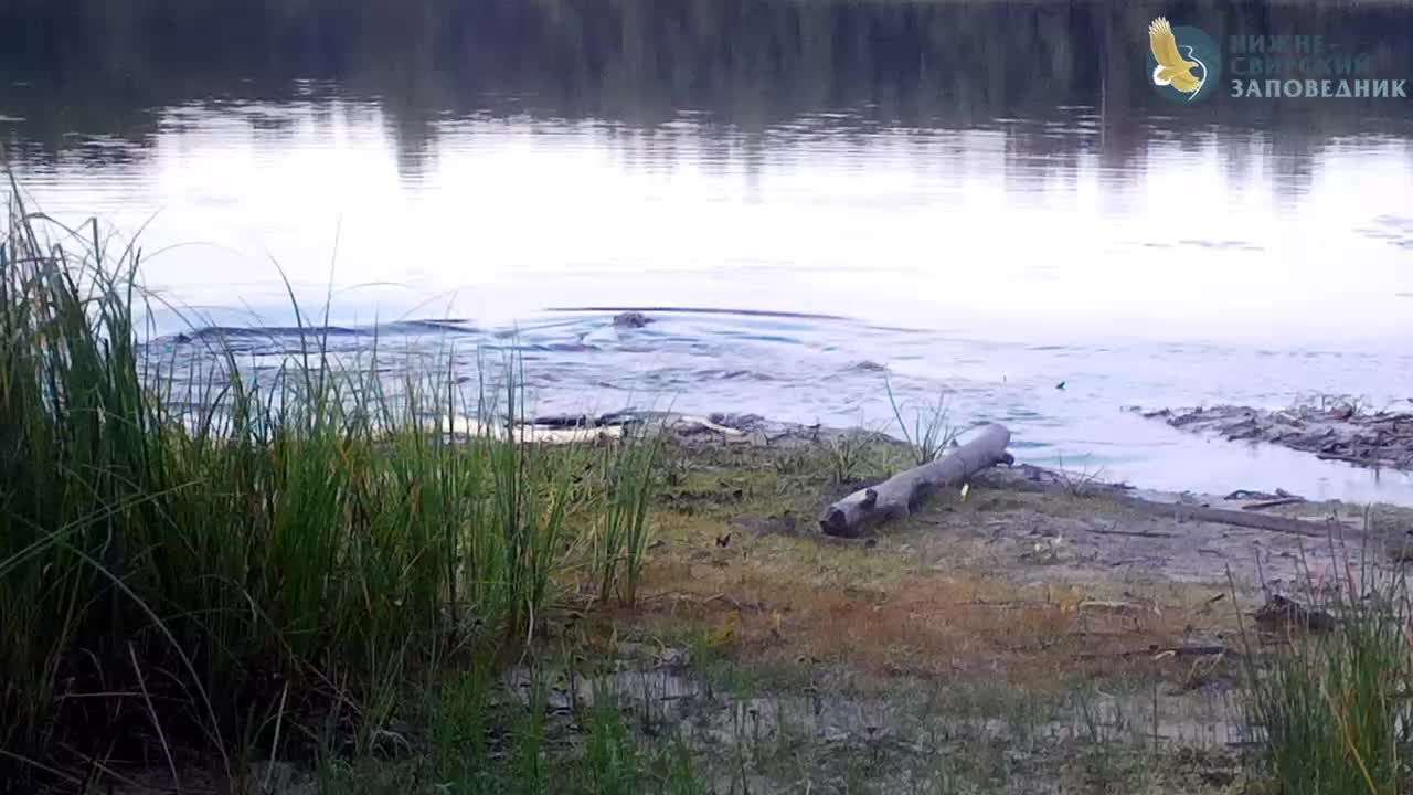 Бобры в Нижне Свирском заповеднике удивили нежными объятиями