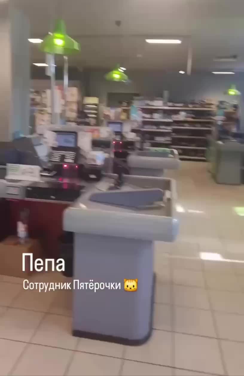 Кот Пепа стал звездой подмосковной «Пятёрочки»