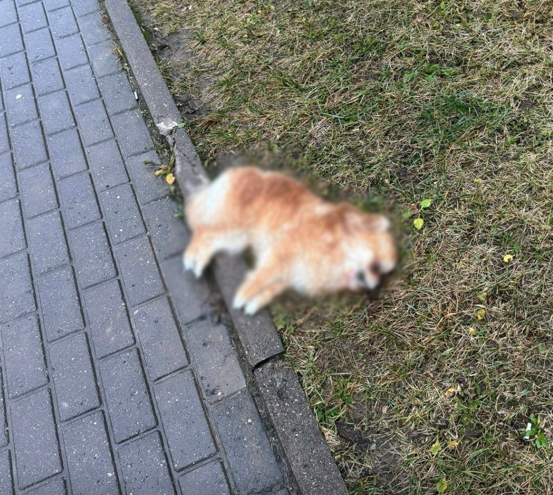 Шпица выбросили из окна четвертого этажа в Псковском районе На улице Владимирской этой ночью произошел шокирующий случай собаку выбросили из окна четвертого этажа сообщает канал Псковская сводка На записи с камер видеонаблюдения видно как около шести часов утра животное падает с большой высоты на землю После падения к собаке подбегает мужчина он поднимает животное на руки после чего кидает его обратно на газон говорится в сообщении В настоящее время управляющая компания уже написала заявление в правоохранительные органы Фото Микрорайон Родина Никольская и Владимирская