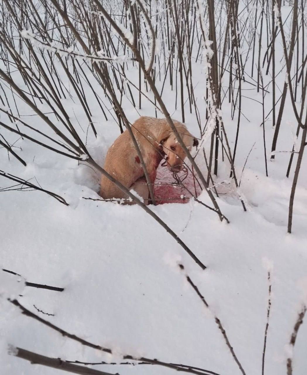 Полиция задержала живодера который пытался убить собаку в Большеболдинском районе 62 летний житель села Сергеевка привязал своего питомца к машине и на скорости 60 км ч протащил полкилометра по дороге после чего бросил в кустах Изверг пояснил полицейским что хотел избавиться от собаки Полицейские завели против живодера уголовное дело по которому он может отправиться в колонию на срок до трех лет Подписаться на нас в MAX