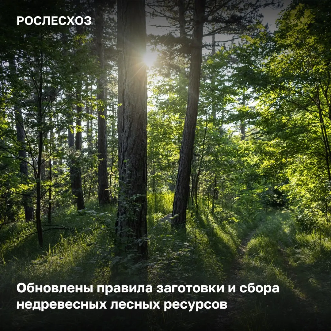 Новые правила касаются организаций и индивидуальных предпринимателей которые заготавливают недревесные лесные ресурсы К недревесным лесным ресурсам относятся валежник пни береста кора деревьев и кустарников хворост веточный корм еловые пихтовые и сосновые лапы ели деревья других хвойных пород для новогодних праздников мох лесная подстилка камыш и тростник Изменения не распространяются на случаи заготовки этих ресурсов гражданами для собственных нужд Основополагающие документы основанием для заготовки и сбора недревесных лесных ресурсов при осуществлении предпринимательской деятельности является договор аренды лесного участка в отдельных случаях предусмотренных региональными нормативными актами допускается заготовка новогодних елей по договорам купли продажи лесных насаждений без предоставления лесных участков Создание лесной инфраструктуры арендаторы заготавливающие недревесные лесные ресурсы могут создавать на предоставленных участках лесную инфраструктуру включая лесные дороги а также возводить некапитальные строения и сооружения Рациональное использование лесных ресурсов Обновленные правила систематизируют подходы к использованию недревесных лесных ресурсов в рамках предпринимательской деятельности а также усиливают меры по защите лесов в частности установлен запрет на сбор лесной подстилки в водоохранных зонах и ценных лесах Это позволит рационально использовать лесные ресурсы страны отметила начальник Управления правового обеспечения и использования лесов Рослесхоза Елена Бородавкина Действие обновленных правил вступают в силу с 1 сентября 2026 года и будут действовать до 1 сентября 2032 года Рослесхоз в Макс max ru rosleshozrf