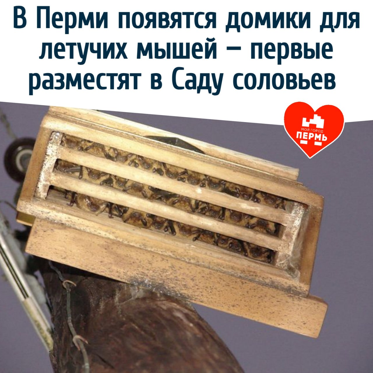 В Перми появятся домики для летучих мышей — первые разместят в Саду соловьев Экоактивисты Перми решили позаботиться о местных летучих мышах — в городе начнут устанавливать специальные домики-укрытия для этих ночных обитателей. Первые укрытия появятся уже в октябре в Саду соловьев, где по вечерам можно заметить рукокрылых в полете. Один пробный домик уже повесили, но пока жильцов в нём нет. Такие домики похожи на плоские ящички с входом снизу. Иногда их маскируют берестой, чтобы лучше вписывались в природную среду. Хотя они менее известны, чем скворечники, выполняют ту же задачу — помогают сохранить популяции и привлекают животных в безопасные места. В Пермском крае обитает несколько видов летучих мышей: ночницы, бурые ушаны, северные кожанки, двухцветные кожаны и другие. Новые укрытия станут для них дополнительным домом в городской среде. Подписаться на «МОЙ ГОРОД — ПЕРМЬ!» Прислать новость