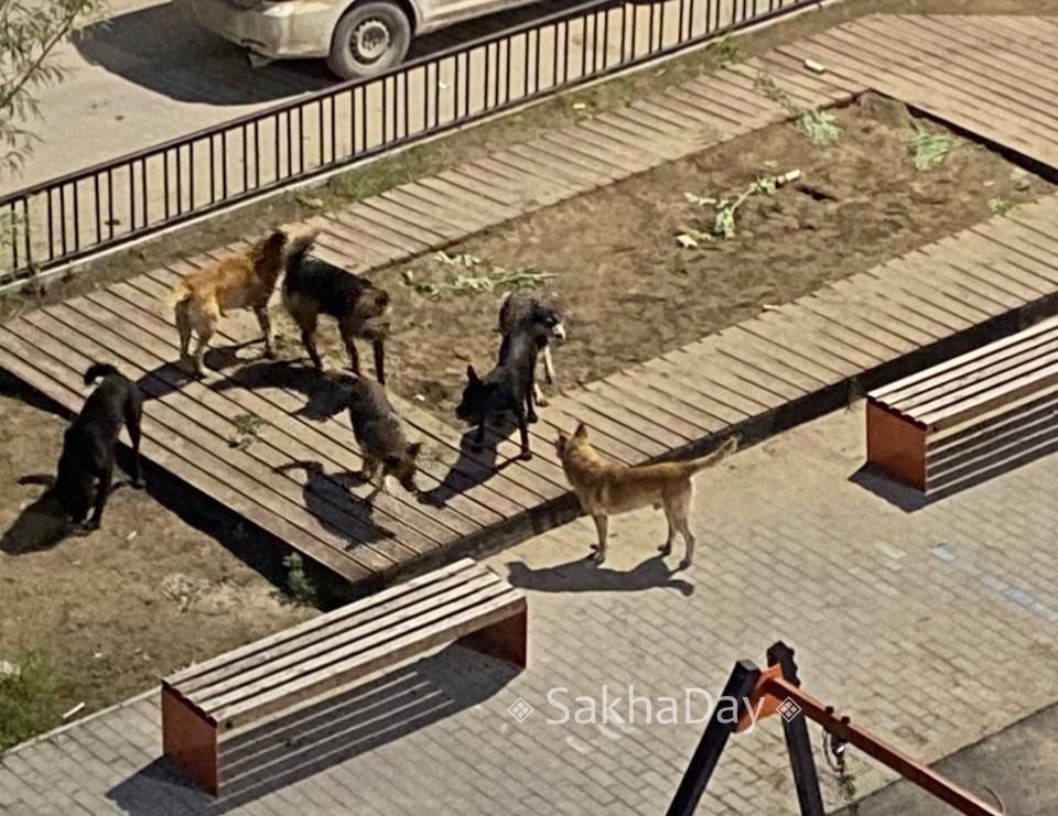 В Якутске назревает проблема финансирование программы по отлову и содержанию бродячих собак скоро закончится Уже этой осенью на улицах города может резко вырасти число бездомных животных Всё дело в том что выделенные 33 6 млн рублей скоро будут исчерпаны Ещё в начале года финансирование урезали вдвое и уже тогда стало понятно денег не хватит до конца года Мэр Якутска обращался к Председателю Правительства Якутии с просьбой выделить дополнительные 12 1 млн рублей но безрезультатно Теперь за дело взялся депутат Ил Тумэна Виктор Фёдоров он направил запрос и планирует поднять вопрос безопасности горожан на уровне комитета Время идёт и ситуация становится всё более напряжённой SakhaDay Все новости Якутии на NewsOfYakutia