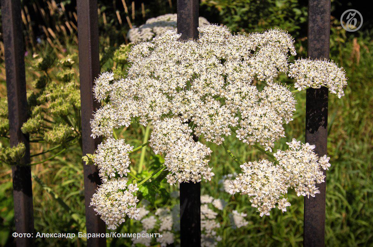 В ближайшие 10 лет в Москве вырубят все ясенелистные клены заявила руководитель столичного департамента природопользования Юлия Урожаева Это будет сделано в рамках нового постановления по борьбе с инвазивными видами растений Инициатива предполагает полное удаление семи видов растений включая известный борщевик Сосновского а также контроль численности еще 25 видов Опрошенные Ъ ученые одобряют составленный мэрией список но предупреждают что нужно тщательно продумать какие растения высаживать взамен удаленных Подписывайтесь на Ъ Оставляйте бусты
