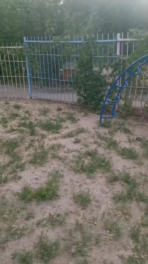 Животные в городских условиях: косуля и лиса-кошка привлекли внимание жителей