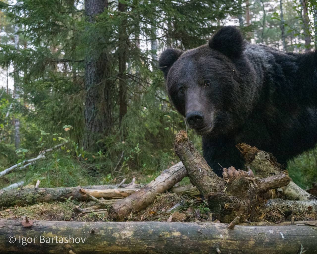 На границе Сергиево Посадского округа и Талдомского района у заказника Журавлиная родина камера зафиксировала медведя Напоминаем что сбор клюквы в заказнике Журавлиная родина разрешён с 1 октября Сейчас он запрещён Кроме того на болоте ходит медведь Вот сегодняшний кадр с фотоловушки в болоте сообщили сотрудники заказника