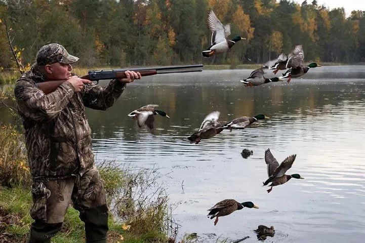 Охотники Волгоградской области предложили перенести начало весенней охоты на водоплавающую дичь на неделю раньше обычного срока Такое решение связано с особенностями перелета птиц пик которого приходится на конец марта начало апреля Теперь сроки начала охоты распределятся так в южной части региона открывают сезон с третьей субботы марта то есть с 21 го числа а в северной с 28 марта Также планируется разрешить охотиться на протяжении целого месяца по всей территории области на селезней уток с использованием специально обученных подсадных птиц